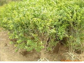 供应各种规格女贞，农苗网携手鄢陵县康森花木基地打造精品花卉种植